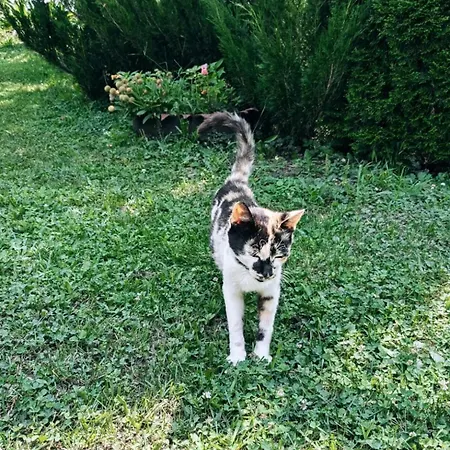 Hébergement de vacances Prenociste Lelic